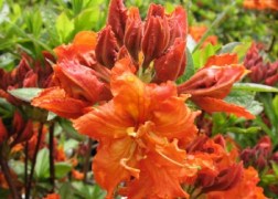 Azalea rhododendron gibraltar / Narancs-piros azálea azalia